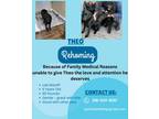 Adopt Theo a Black Labrador Retriever / Mastiff / Mixed dog in Breezy Point