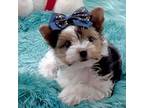 Biewer Terrier Puppy for sale in Redlands, CA, USA