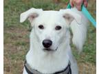 Adopt Benny a White Husky / Saluki / Mixed dog in Anniston, AL (39616619)