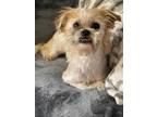 Adopt Crispin a Mixed Breed (Medium) / Mixed dog in Thousand Oaks, CA (41448624)
