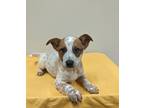 Adopt Drifter a Australian Cattle Dog / Mixed dog in Neillsville, WI (41448623)