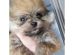 Pomeranian Puppy for sale in Whitwell, TN, USA