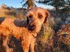 Adopt Buster Bar a Poodle (Standard) / Wheaten Terrier / Mixed dog in Kamloops
