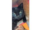 Adopt Pika a Domestic Shorthair / Mixed cat in Comox, BC (41448619)