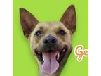 Adopt George a Miniature Pinscher, Rat Terrier