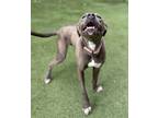 Adopt Lilo a Gray/Blue/Silver/Salt & Pepper American Pit Bull Terrier /