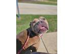 Adopt Ursula a Brown/Chocolate American Pit Bull Terrier / Mixed dog in Fort
