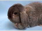 Adopt Cocoa a Grey/Silver Lop, Holland / Mixed rabbit in Woodbury, MN (41394102)