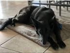 Adopt Benelli a Black - with White German Shepherd Dog / Mixed dog in Longwood