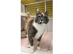 Adopt Cassie a Calico or Dilute Calico Calico / Mixed (medium coat) cat in