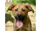 Adopt Sebastian a Tan/Yellow/Fawn Collie / Great Pyrenees / Mixed dog in Nashua