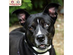Adopt Piper a Black Husky / Labrador Retriever / Mixed (short coat) dog in