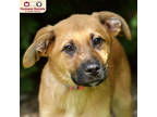 Adopt Sophia a Tan/Yellow/Fawn Collie / Great Pyrenees / Mixed dog in Nashua