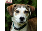 Adopt Ruby a Brown/Chocolate Husky / Mixed dog in Nashua, NH (41287143)