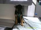 Adopt 2519 a German Shepherd Dog