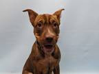 Adopt Koa a Brown/Chocolate Shar Pei / Mixed dog in Golden Valley, MN (41448486)