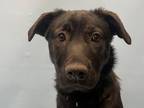 Adopt Lexi a Black Shepherd (Unknown Type) / Mixed dog in Golden Valley