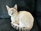 Adopt Kulfi a Gray or Blue American Shorthair / Mixed (medium coat) cat in Glen