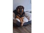 Adopt Sam a Black - with Tan, Yellow or Fawn Shepherd (Unknown Type) / Mixed dog