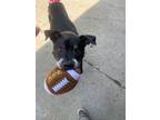Adopt Bright a Black Great Dane / American Pit Bull Terrier / Mixed (short coat)