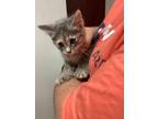 Adopt Lilo a Gray, Blue or Silver Tabby Domestic Shorthair / Mixed Breed