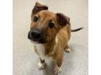 Adopt Snapdragon a Brown/Chocolate Mixed Breed (Large) / Mixed dog in Tangent