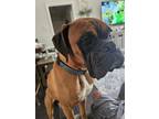 Adopt Dempsey a Brown/Chocolate Boxer / Mixed dog in San Antonio, TX (41448600)