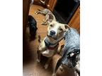 Adopt Harper a Tan/Yellow/Fawn - with White Mutt / Mixed dog in Middletown