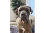 Adopt Gilly a Brindle - with White Staffordshire Bull Terrier / Cane Corso /