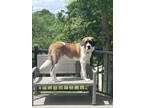 Adopt Lacie a Tricolor (Tan/Brown & Black & White) St. Bernard / Mixed dog in