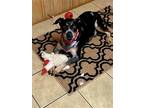 Adopt Alice a Gray/Blue/Silver/Salt & Pepper Cattle Dog / Mixed dog in Spring