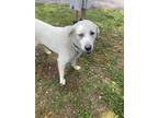 Adopt Bleu a White Great Pyrenees / Husky / Mixed dog in Anniston, AL (41448572)