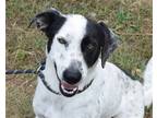 Adopt Jessica a White - with Black Pointer / Mixed dog in Anniston