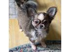 Chihuahua Puppy for sale in Ozark, MO, USA