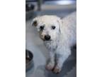 Adopt Iris a Bichon Frise / Mixed dog in Ashland, WI (41293254)