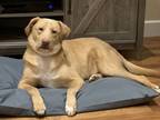 Adopt Pablo a Tan/Yellow/Fawn Labrador Retriever / Mixed dog in Penn Valley