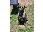 Adopt Meatball a Brindle Shepherd (Unknown Type) / Pit Bull Terrier / Mixed dog