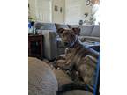 Adopt Luna a Brindle Mountain Cur / Mixed dog in Caldwell, ID (41448533)