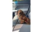 Adopt Dash Ford a Tan/Yellow/Fawn Dachshund / Mixed dog in Garysburg