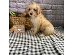 Cavapoo Puppy for sale in Jacksonville, TX, USA