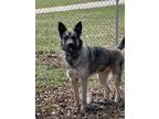 Adopt Hachi a Black - with Gray or Silver German Shepherd Dog / Husky / Mixed