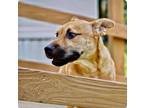 Adopt Sammy a Tan/Yellow/Fawn Blue Heeler / Shepherd (Unknown Type) / Mixed dog