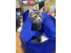 Adopt Teddy a Gray or Blue Domestic Mediumhair / Mixed (medium coat) cat in