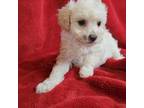 Poodle (Toy) Puppy for sale in Houstonia, MO, USA