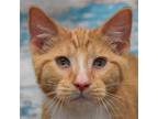 Adopt Stewart a Orange or Red Tabby Domestic Shorthair / Mixed (short coat) cat