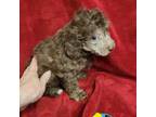 Mutt Puppy for sale in Houstonia, MO, USA