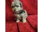 Poodle (Toy) Puppy for sale in Houstonia, MO, USA