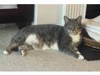 Adopt Cora a Gray, Blue or Silver Tabby Domestic Shorthair / Mixed (short coat)