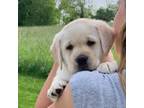 Labrador Retriever Puppy for sale in Doylestown, OH, USA