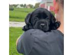 Labrador Retriever Puppy for sale in Doylestown, OH, USA